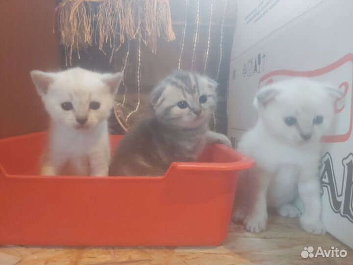 Шотландские котята