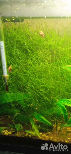 Аквариумные растения - хетоморфа