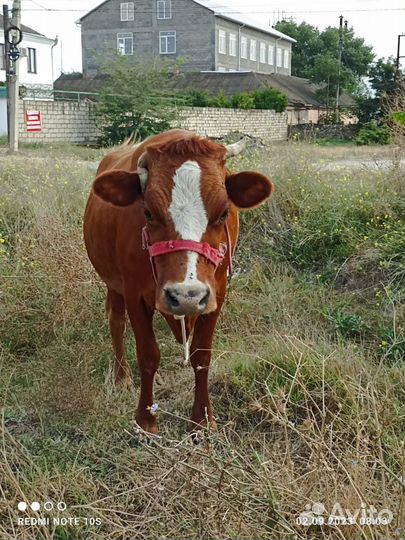 Корова дойная