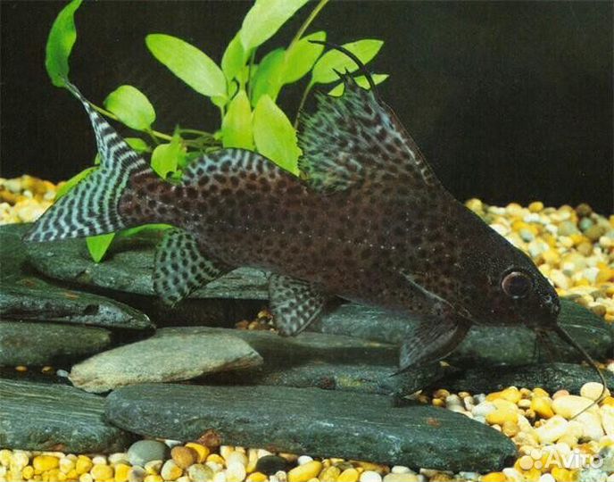 Аквариумные рыбки сомики