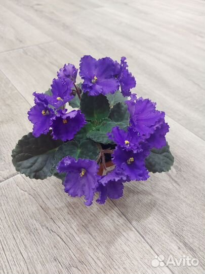 Фиалки,каллизия розовая пантера,традесканция и т.д