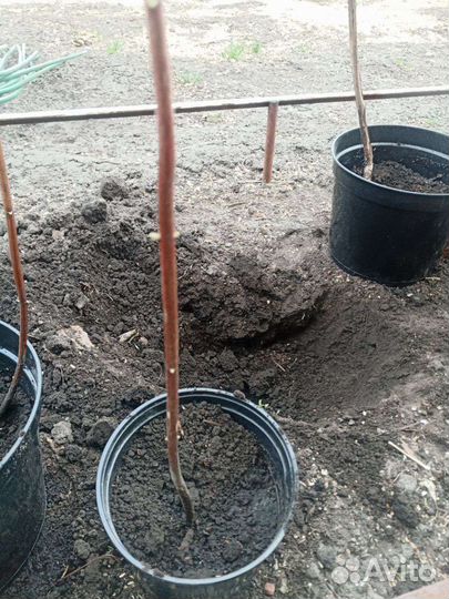 Саженцы чубушника -жасмина