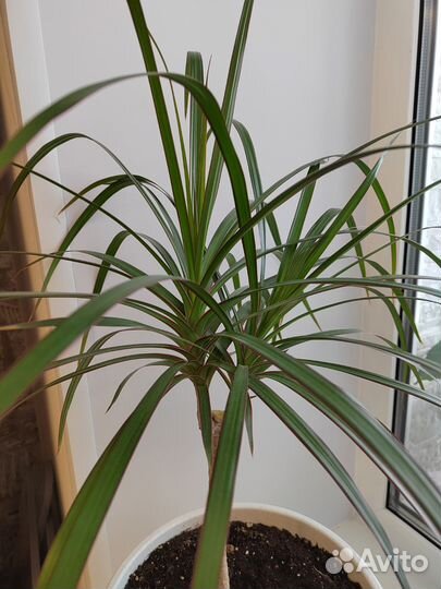 Драцена маргината