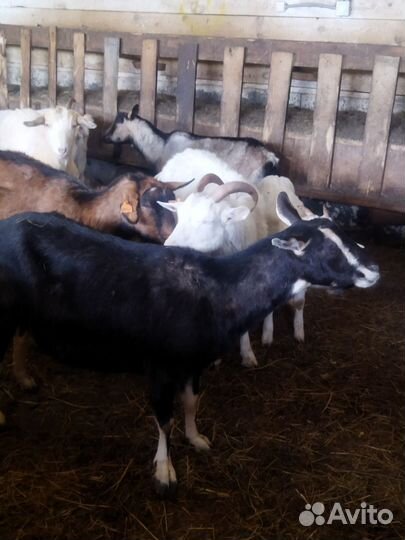 Дойные козы