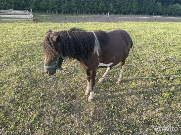 Пони с жеребенком