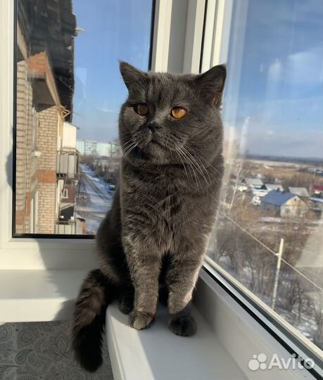 Британский кот