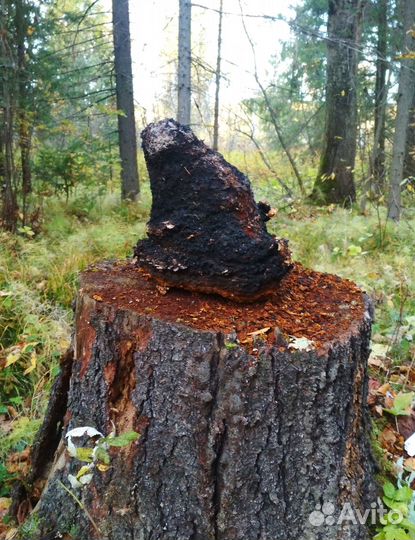 Чага-чай, чага с иван-чаем