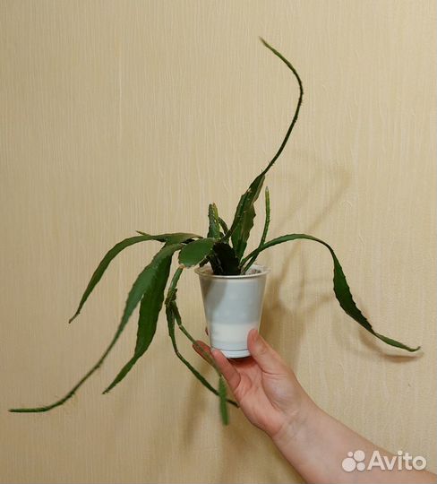 Кактус эпифиллум