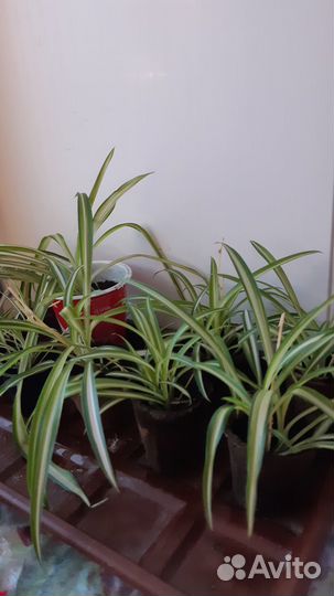 Хлорофитум по 3шт, денежное дерево укорененные