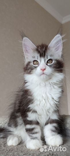 Котята мейн-кун Питомник