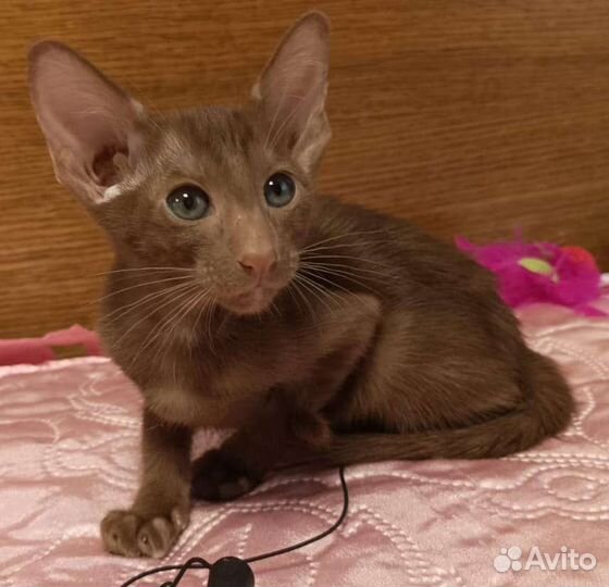 Ориентальные котята