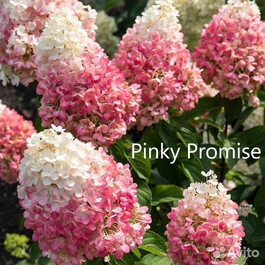 Гортензии разные сорта