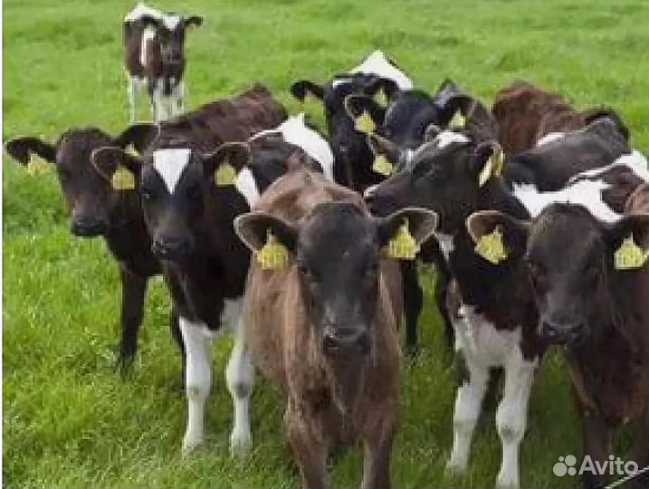 Телята бычки