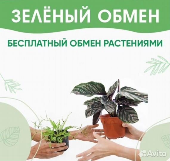 Зелёный обмен растениями