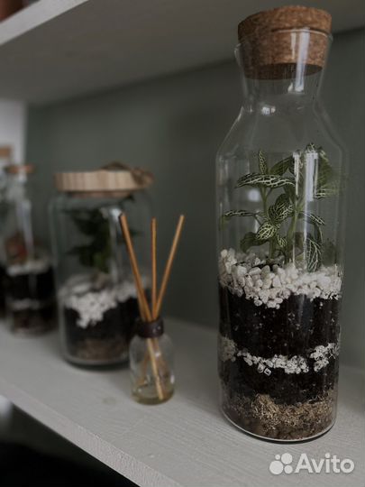 Замкнутая экосистема