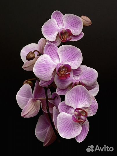Орхидея