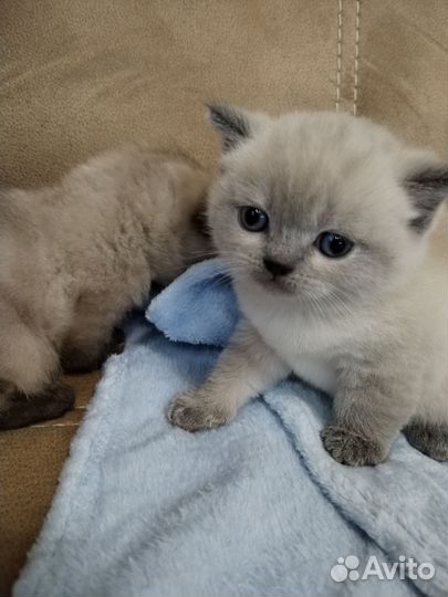Шотландские котята