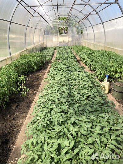 Рассада помидор и перцев