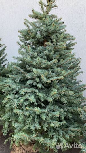 Ель голубая