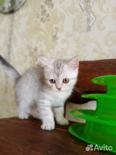 Серебристая девочка