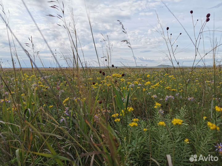 Мёд светлое разнотравье