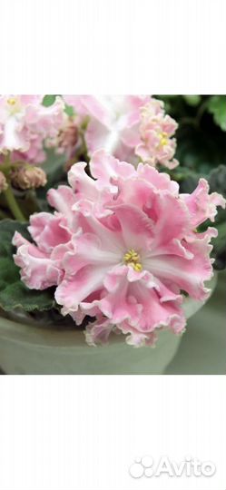 Детки сортовых фиалок