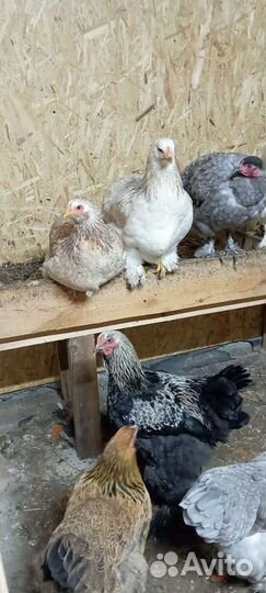 Инкубационное яйцо брама