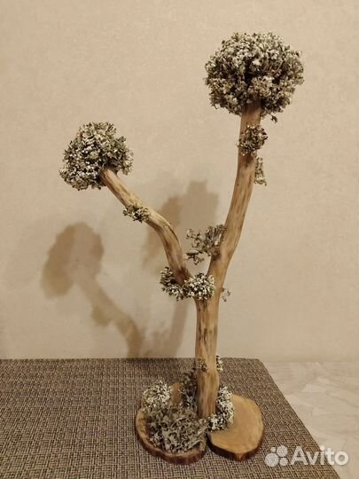 Цетрария живое дерево