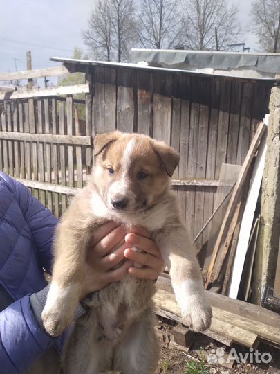 Продажа щенка лайки