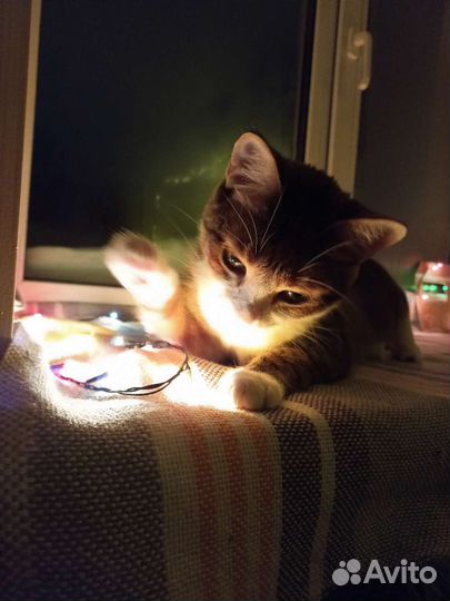 Кошка 1,5 года бесплатно