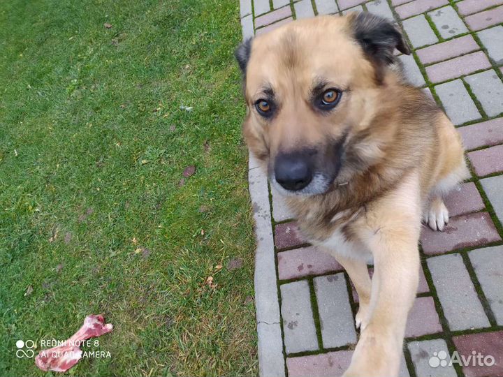 Вязка собака