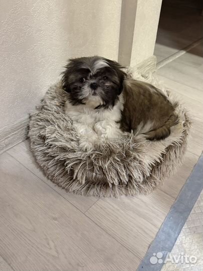 Щенки ши-тцу