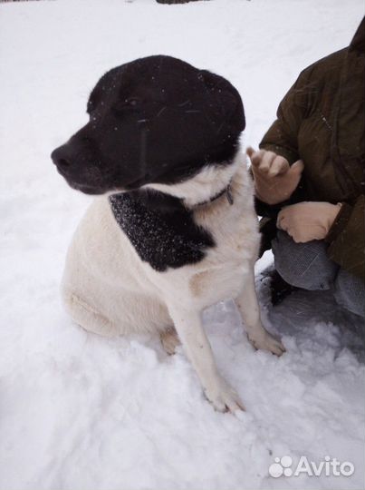 Собака стерилизованная, помесь с лабродором