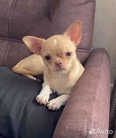Щенки чихуахуа