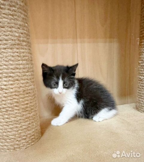 Крошка с ладошку в добрые руки