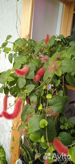 Лисий хвост и фикус каукученосный