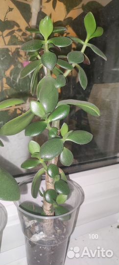 Денежное дерево -Толстянка