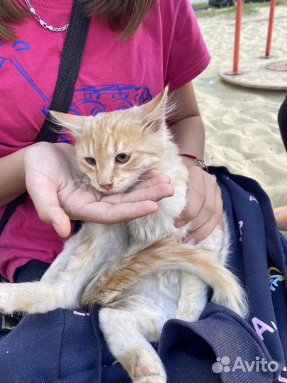 Котенок в добрые руки кот