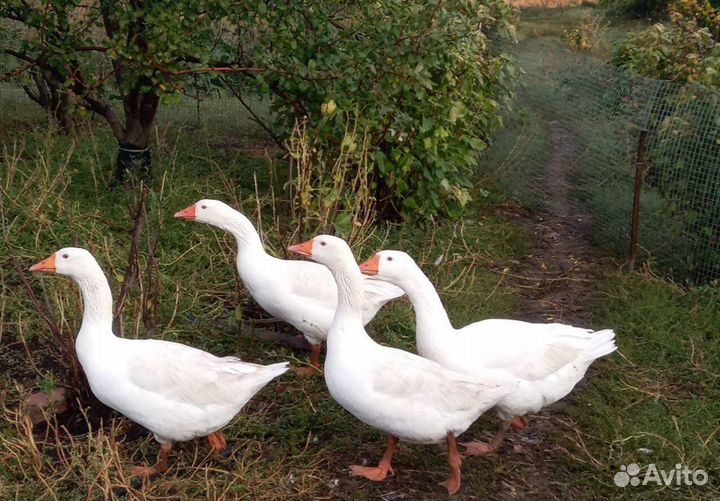 Продаются Гуси