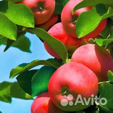 Саженец Яблоня колоновидная Аркаим