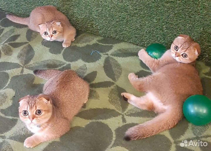 Шотландские котята ny25 золотая шиншилла