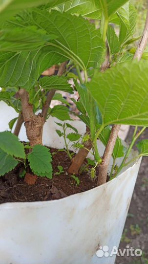 Шелковица саженцы