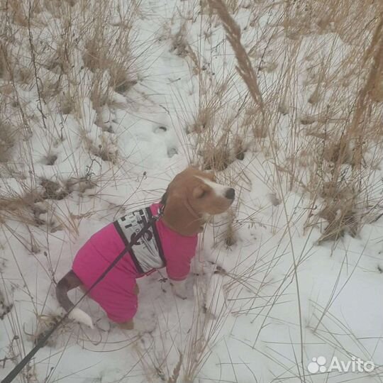 Комбинезон для щенка