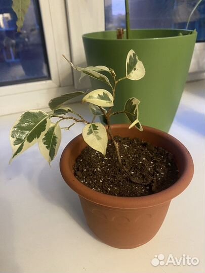 Фикус бенджамина