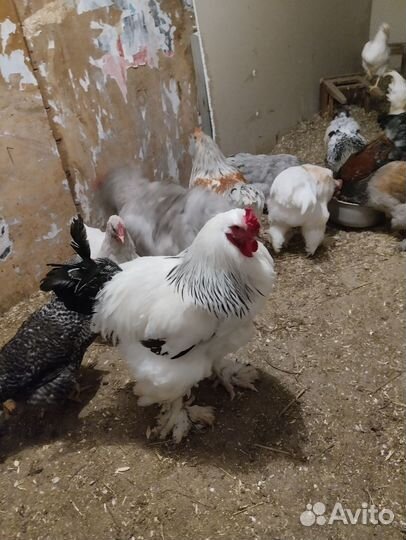 Петухи брама, Амерах