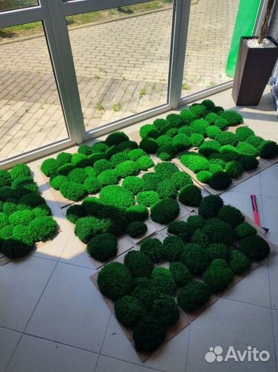 Премиальный мох в виде кочек Королевский ягель