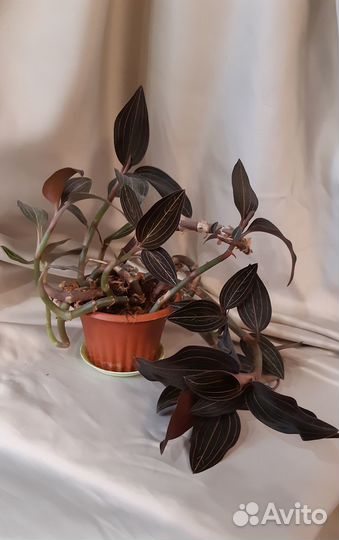 Орхидея лудизия