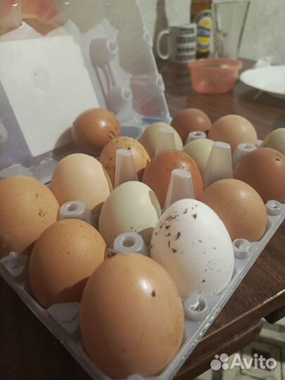 Домашние яйца крупные