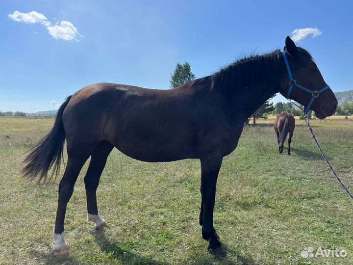 Продажа лошадей