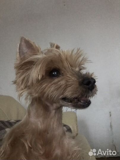 Йоркширский терьер вязка